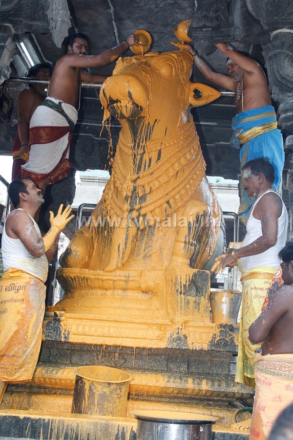 திருவண்ணாமலை அண்ணாமலையார் கோவிலில் மார்கழி மாத பௌர்ணமி பிரதோஷம்..!