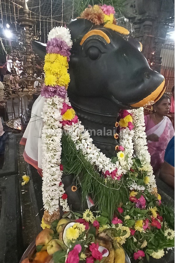 திருவண்ணாமலை அண்ணாமலையார் கோவிலில் மார்கழி மாத பௌர்ணமி பிரதோஷம்..!