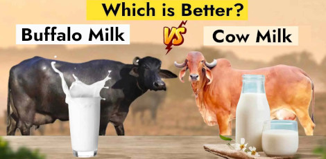 Cow milk Or Buffalo milk - Which is more healthier to consume?