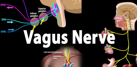 Various important nutrients that we must eat to support our vagus nerve!!