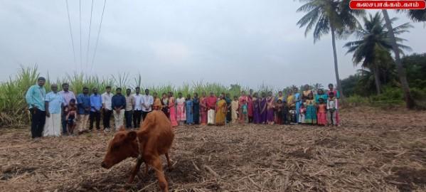 Pongal 2025 Celebrated at JB Soft System, Kalasapakkam