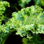 Are you aware of these health issues of consuming too much Kale?