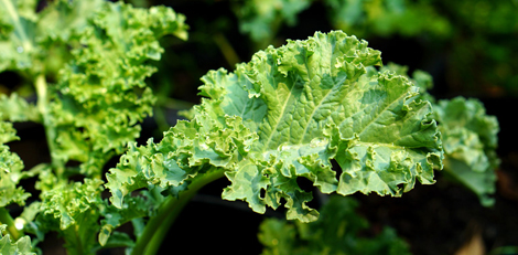 Are you aware of these health issues of consuming too much Kale?